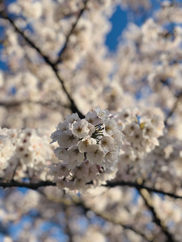 富士山　　と　　桜　　の　　最高景色っ　　☆