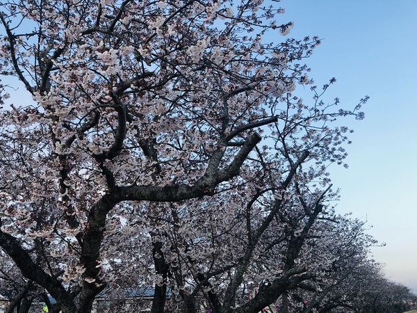 都田川河川敷桜堤　　で　　　桜　を　　見てきた　　☆