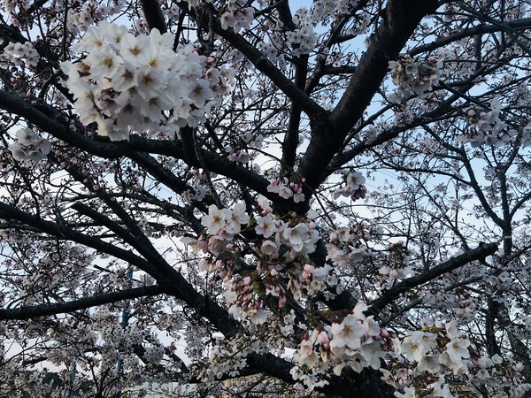 都田川河川敷桜堤　　で　　　桜　を　　見てきた　　☆