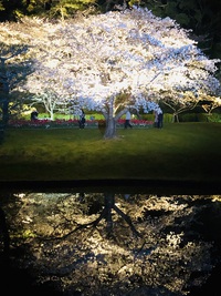 はままつフラワーパーク　で　闇夜に　浮かぶ　桜っ　　☆