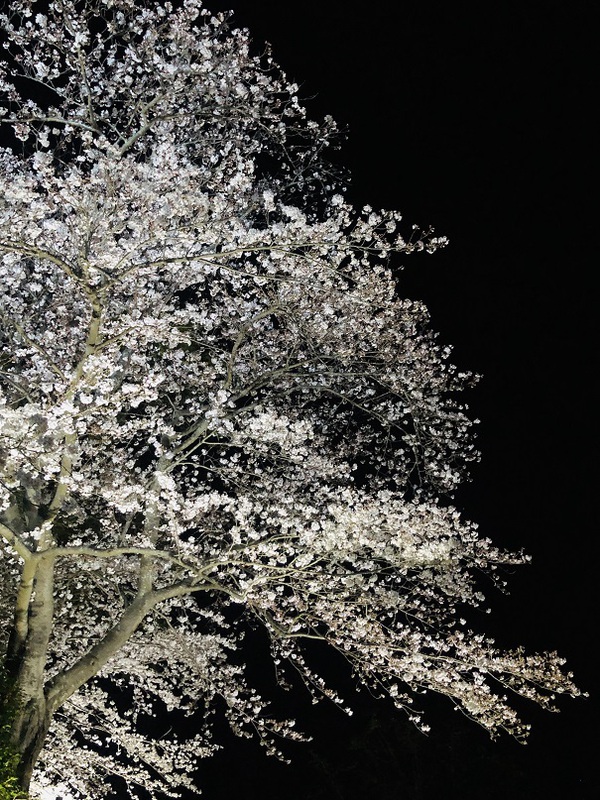 はままつフラワーパーク　で　闇夜に　浮かぶ　桜っ　　☆