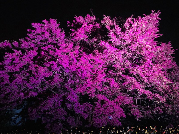 はままつフラワーパーク　で　闇夜に　浮かぶ　桜っ　　☆