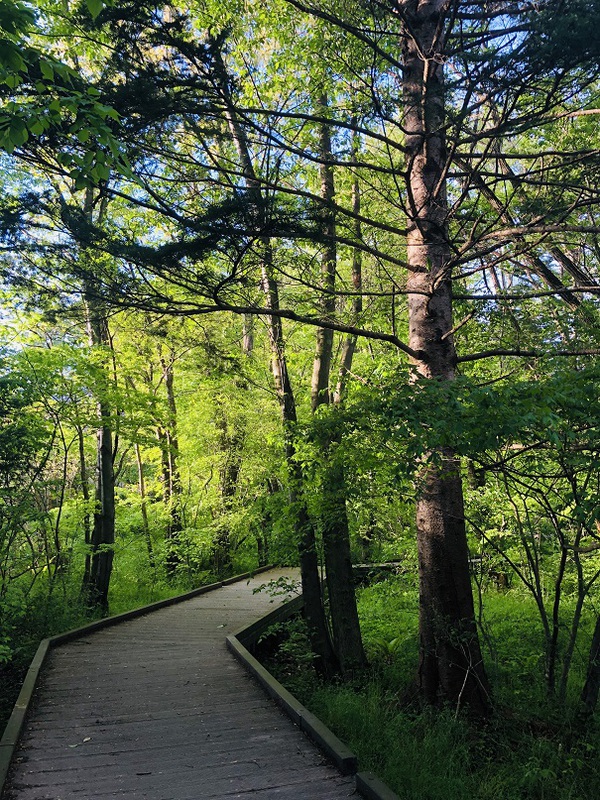 軽井沢　　湯川ふるさと公園　を　　ウォーキング　☆