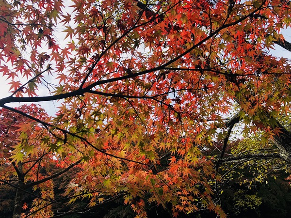 雲場池　　の　　紅葉は　　終わっています　　☆