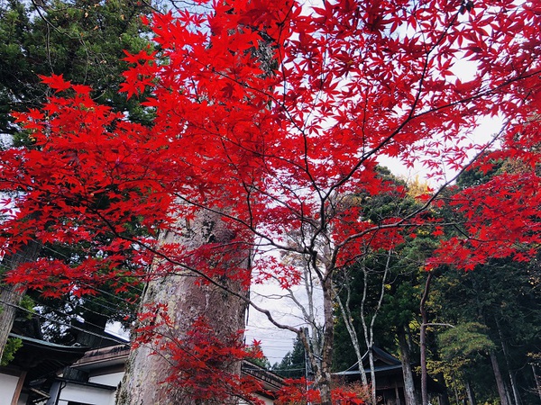 西方寺　さん　　は　　見どころ　　いっぱい　　☆