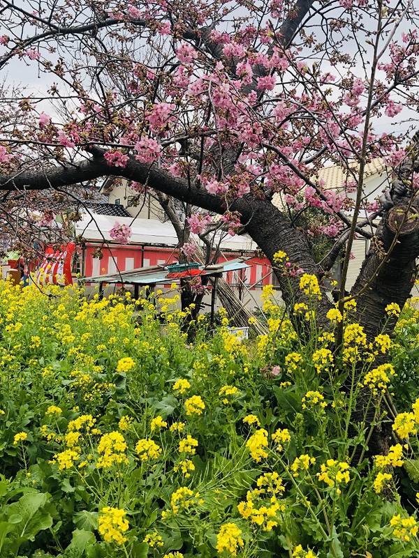 河津桜まつり　　　行ってきました　　☆