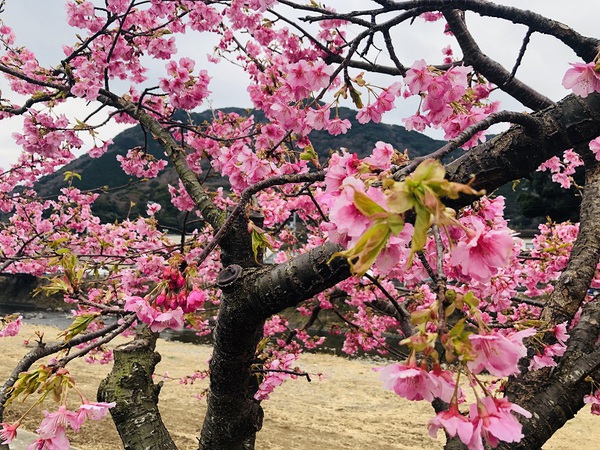 河津桜まつり　　　行ってきました　　☆