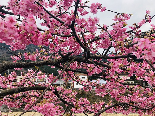 河津桜まつり　　　行ってきました　　☆