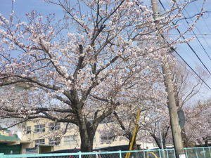 桜ＬＩＶＥ♪　2