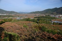 次郎柿の紅葉