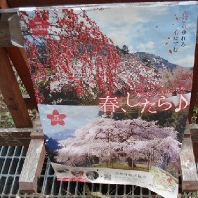 お弁当買って、おやつ買って。。。✿川向しだれ桃✿