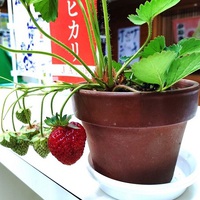 初実り