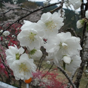 お弁当買って、おやつ買って。。。✿川向しだれ桃✿