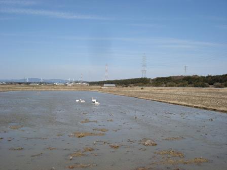 三河港大橋の白鳥と汐川の鷺