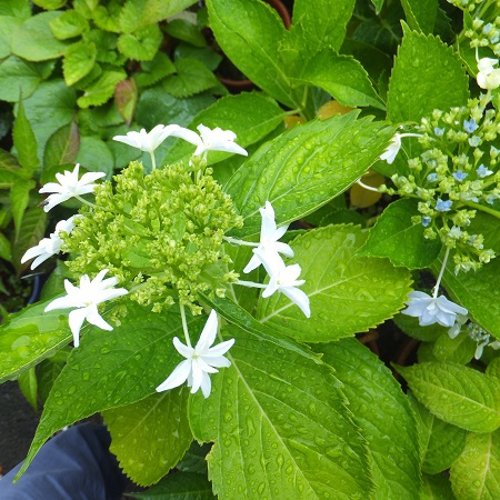 かねきさんのう 米 まい ブログ 梅雨の花 紫陽花 雨に輝く