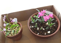 花好きの友達に❀✿✾