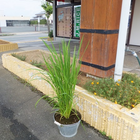 「なごり雪」（稲の花）開花