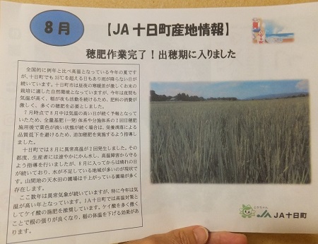 十日町ではいよいよ魚沼コシヒカリ出穂
