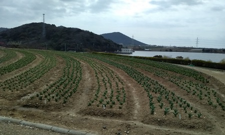 チューリップはもう少しお待ちくださいね。
