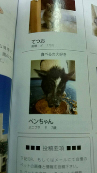 サプリにペンちゃん