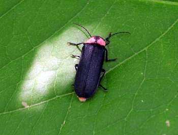 生物多様性って・・・？?