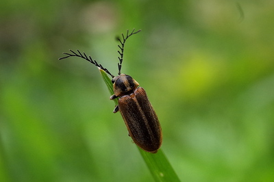 食べ物と幸福感と微生物