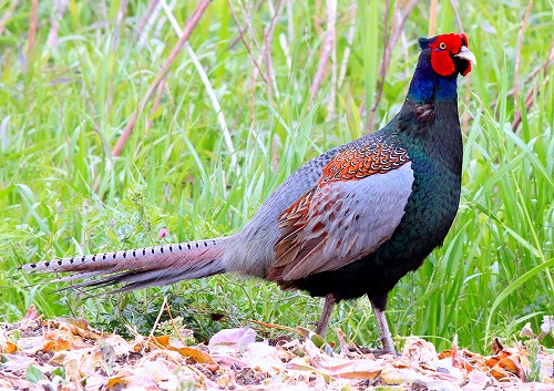 渥美半島の自然と野鳥を楽しむ 日本キジの求婚