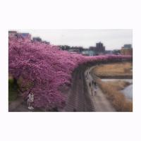 葵桜～