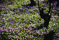 かたくりの花～