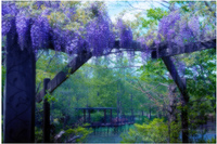 フジの花～