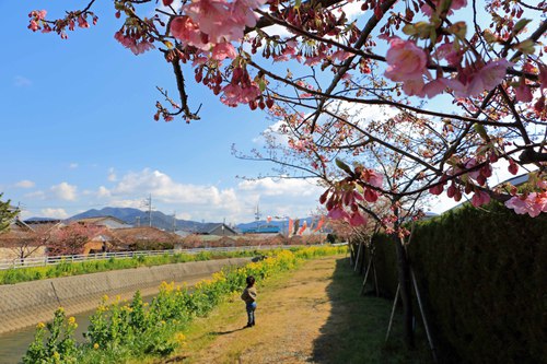 田原市広報サポーターブログ 風の街のたはら 免々田川の河津桜と菜の花