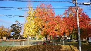 豊橋柱第一公園の紅葉が復活！