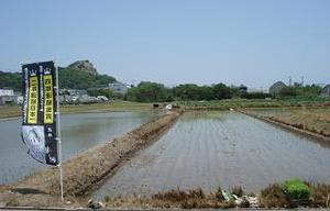 豊橋産いのちの壱（龍の瞳）～春～