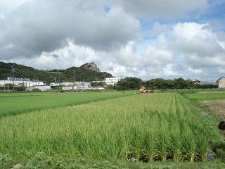 ８月１５日龍の瞳の花が咲きました。