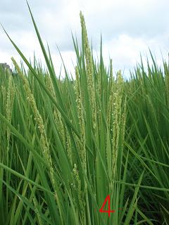 ８月１５日龍の瞳の花が咲きました。