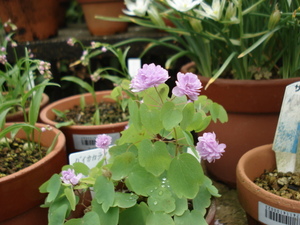 花が咲いています
