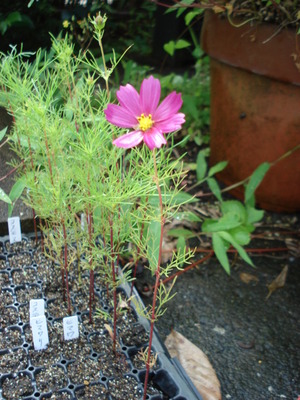 変わった色の花❁❀✾✿