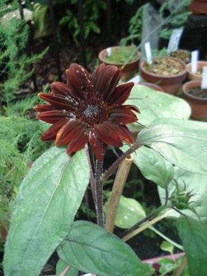 変わった色の花❁❀✾✿