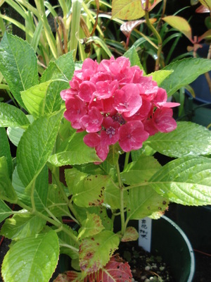 変わった色の花❁❀✾✿