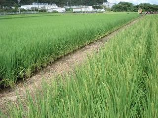 ８月１５日龍の瞳の花が咲きました。