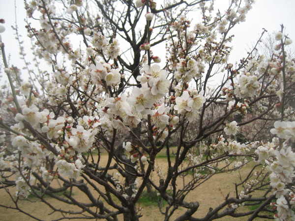 小梅