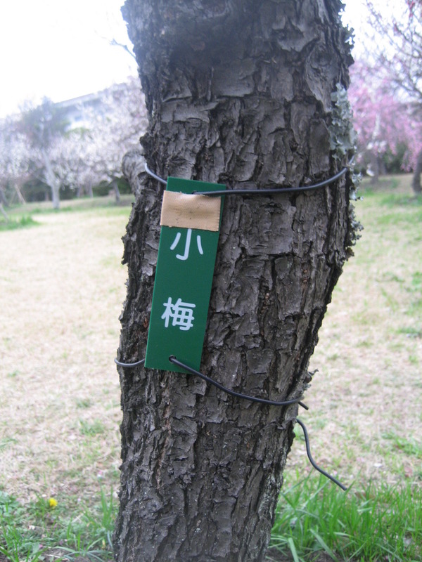 小梅