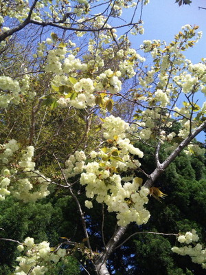 御衣黄桜（ギョイコウザクラ）