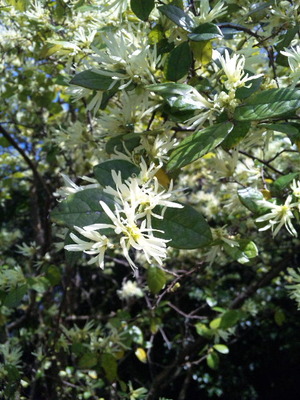 御衣黄桜（ギョイコウザクラ）