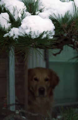 雪の日