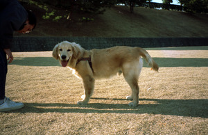 Ⅵ：目指せ！フリスビー犬