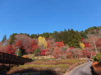 真っ赤に輝く紅葉・・