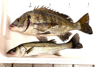 義弟の釣果・田原市赤羽根漁港