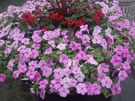 花達！