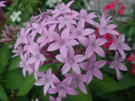 花達！